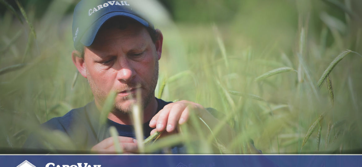 CaroVail employee checking rye grass